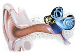 Die drei Bereichen des Ohrs im Querschnitt: Das äußere Ohr, das Mittelohr und das Innenohr bis hin zur Cochlea